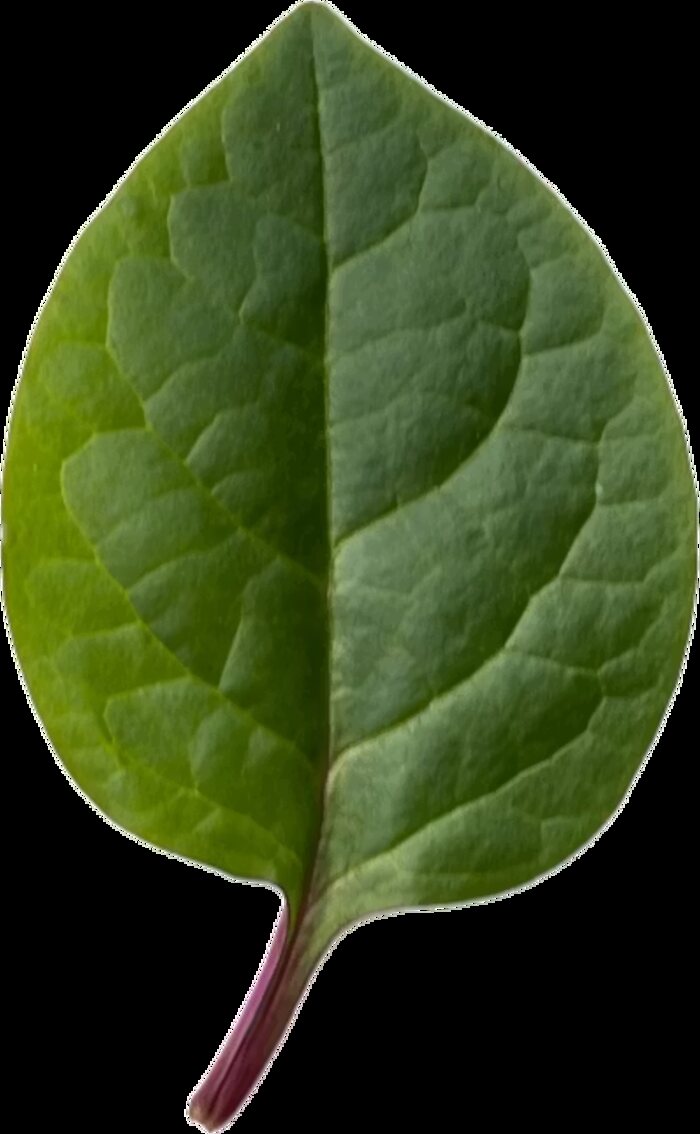 Real leaf shape reference used for the Dermoworld logo