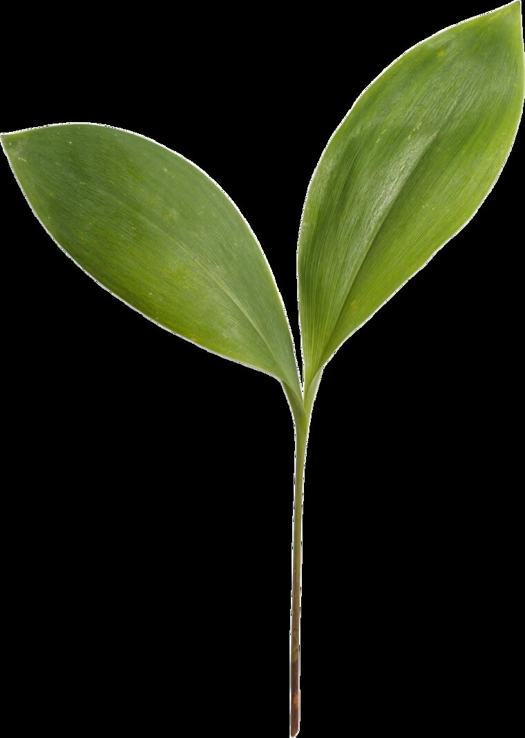 Soft green leaf reference used for the Dermoworld logo
