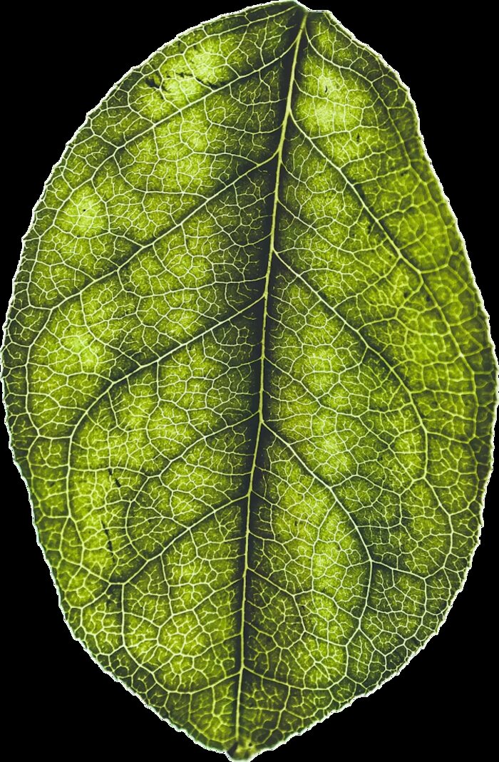 Leaf vein reference used for the Dermoworld logo